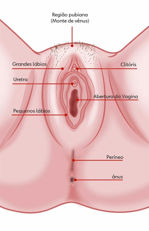 anatomia-da-vulva.jpg