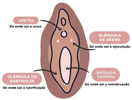 Anatomia das glândulas