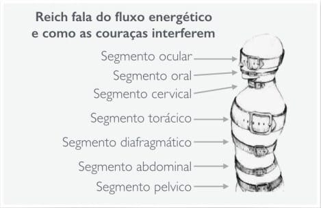 Os sete segmentos de couraças musculares